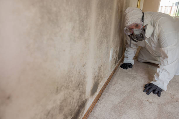 Why You Should Choose Our Mold Remediation Services in Laverne, OK